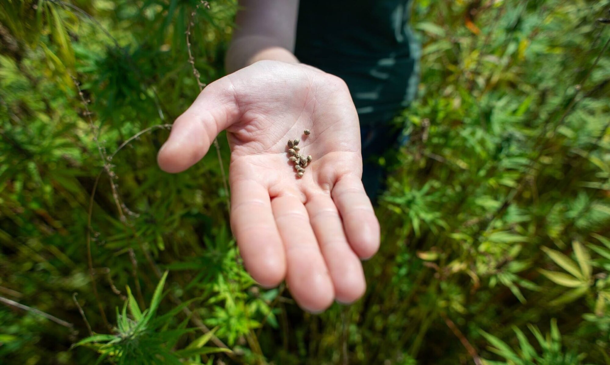 Jara in field